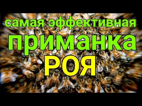 Видео: КАК ПОЙМАТЬ РОЙ ПЧЕЛ? ЛУЧШИЙ ВАРИАНТ 😉 Самая эффективная приманка для роя. Рой не пройдет мимо.