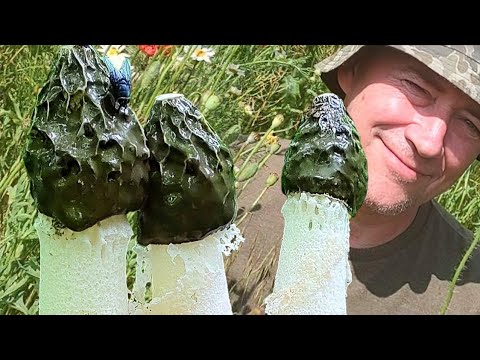 Видео: ЕДИМ ГРИБ ВЕСЁЛКУ - ДАЖЕ ВОНЮЧИЙ СТРУЧОК!!! Что можно приготовить из Весёлки?