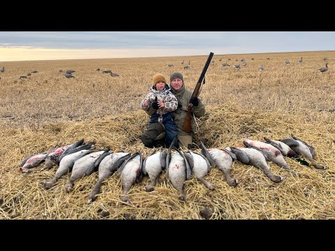 Видео: Уехали далеко, охота на гусей, осень 2025