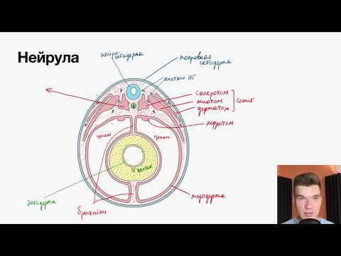 Видео: Нейрула: строение и производные зародышевых листков | Биология ЕГЭ