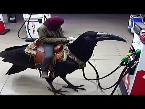 Видео: Абсурдные мемы, которые я нашел на заправке