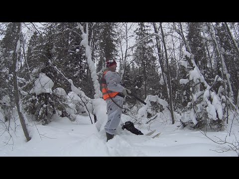 Видео: ОХОТА НА ВОЛКА/ВОЛКИ В ОКЛАДЕ/НЕ ВСЁ ТАК ПРОСТА КАК КАЖЕТСЯ.