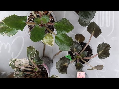 Видео: Фиалки от Натальи. Обмен растениями.