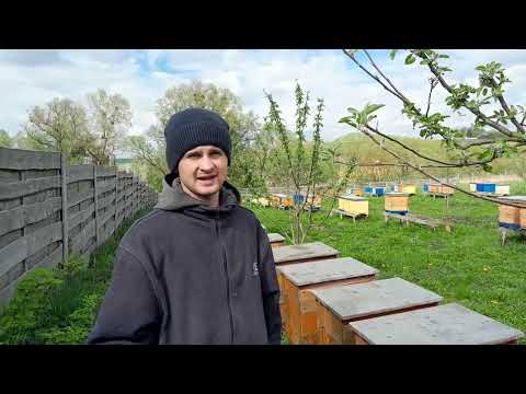 Видео: Бджільництво. Розширення сімей. 13.04.24