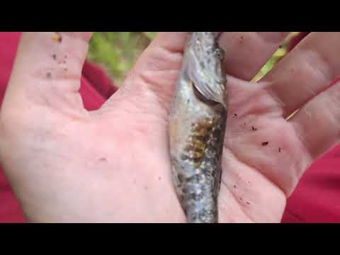 Видео: Рыбалка на пруде (улов есть?)