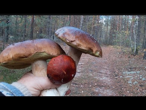 Видео: КЛАСНІ БІЛІ ГРИБИ ПО ЛІСОВИХ  ДОРОГАХ