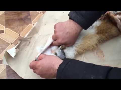 Видео: Молодому охотнику .Как засолить шкуру лисы