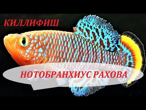 Видео: Рыбки Киллифиш. Нотобранхиус Рахова. Содержание, разведение, совместимость и уход