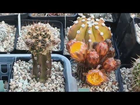 Видео: Экзотические деревья.Кактусы.Литопсы.