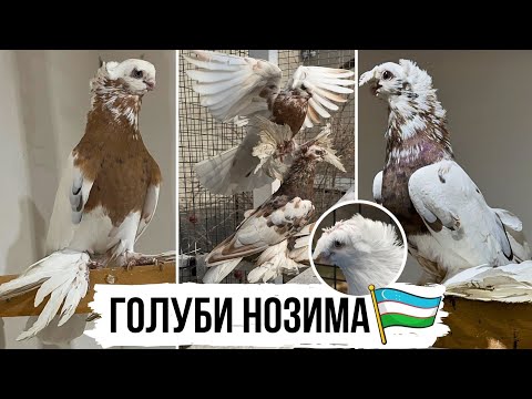 Видео: СТОИТ ПОСМОТРЕТЬ 🏆🥇Узбекские двухчубые, чубатые голуби Нозима г. Наманган ⭐️ TOP Uzbek pigeons