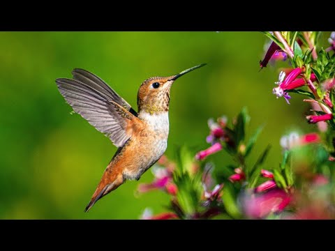 Видео: ВОССТАНОВЛЕНИЕ НЕРВНОЙ СИСТЕМЫ 🌿 Нежная музыка, успокаивает нервную систему и радует душу