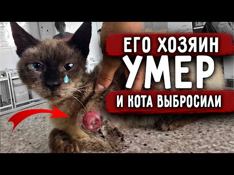 Видео: Пушка выбросили родственники умершего хозяина. Там он получил пулю, лапа под ампутацию и чесотку.