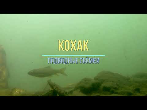 Видео: #КОХАК #КОГАК #KOXAK ПОДВОДНЫЕ СЪЁМКИ