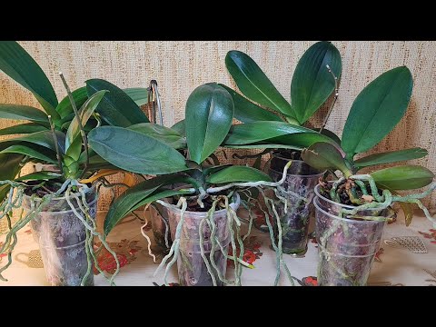 Видео: Пересадка моих азиатских фаленопсисов #сортовыеорхидеи #flowers #orchid #plants #garden