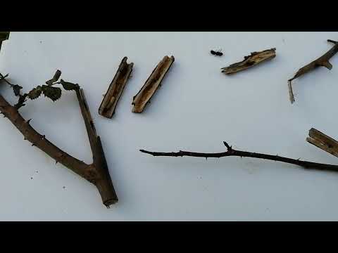 Видео: Вредитель роз, розанный пилильщик #розанныйпилильщик#вредительроз