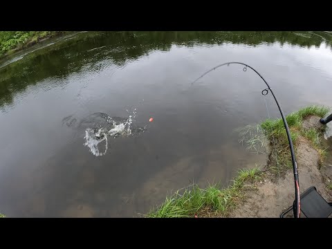 Видео: ЗА ГОРБУШЕЙ НА ПЛАТНЫЙ УЧАСТОК 2025 / FOR PINK SALMON TO THE PAID SITE 2025