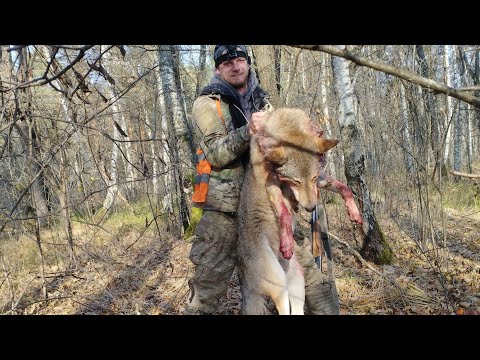 Видео: БОЛЬШАЯ УДАЧА НА ЗАГОННОЙ ОХОТЕ! МАТЕРЫЙ ВОЛК ВЫШЕЛ НА НОМЕР!