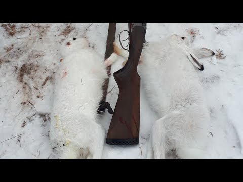 Видео: ЛУЧШАЯ ОХОТА НА ЗАЙЦА С РУССКОЙ ГОНЧЕЙ В ЭТОМ СЕЗОНЕ 2022-2023.СОБАКА НЕ ПЕРЕСТАЕТ УДИВЛЯТЬ!
