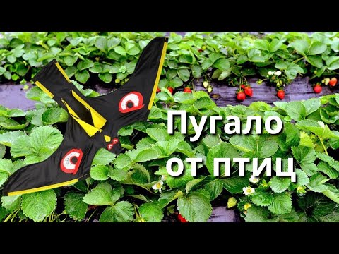 Видео: Пугало от птиц быстро, легко и эффективно!!!