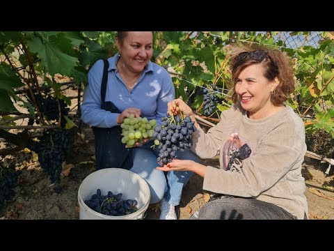 Видео: З цими Сортами та ось такими Покупцями, завершуємо Виноградний сезон. Сумщина.