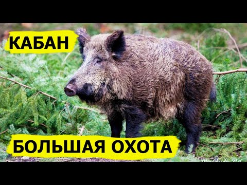 Видео: Большая охота на кабана. Охота. (Охотник и рыболов)
