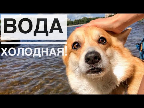 Видео: Снова на пляж с собакой🐶 Венские вафли/ Влог с корги ТАФФИ