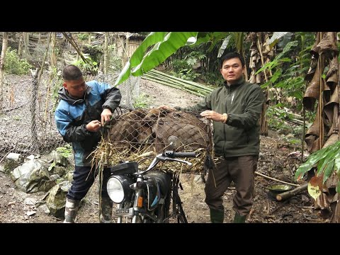 Видео: Сегодня продал всех поросят покупателям.  Роберт |  Зеленая лесная жизнь