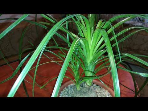 Видео: BEUCARNEA  (НОЛИНА)ПЕРЕСАДКА СПУСТЯ 2,6 ГОДА