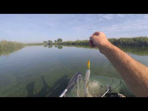 Видео: Много щук на воблер OSP  Varuna 110 SP