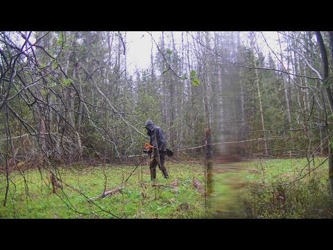 Видео: Клещей больше чем монет) #211