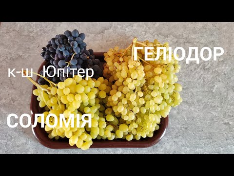 Видео: К-ш Соломія,Геліодор, Юпітер 