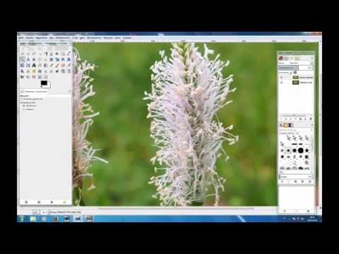 Видео: GIMP как  просто выделить сложный объект из пёстрого фона