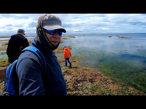 Видео: С семьей на море. Собираем морскую капусту.