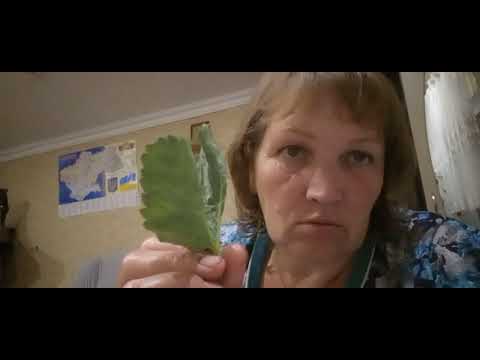 Видео: борошниста роса на полуниці