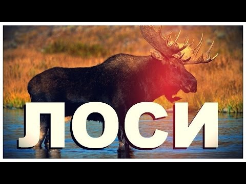 Видео: Галилео. Лоси