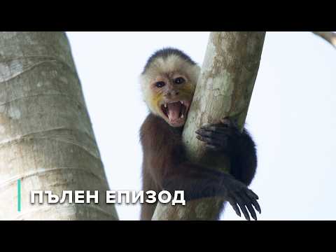 Видео: Може ли Бланко да оцелее в тропическата гора?| Дивата природа на Колумбия 101