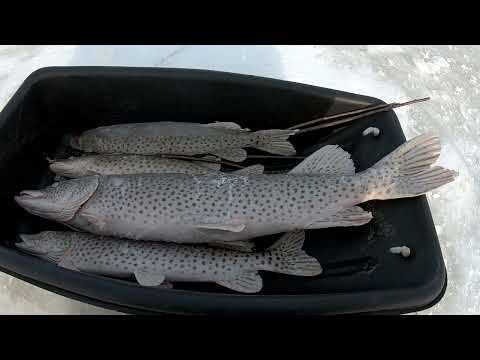 Видео: Рыбалка на Амуре в Декабре. Трофейная ЩУКА ЛЕОПАРД зимой 2023