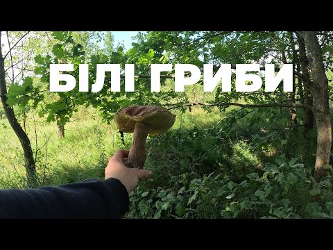 Видео: БІЛІ ГРИБИ. Грибалка після дощу. Грибна казка.