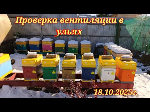 Видео: Проверка вентиляции в ульях. Состояние клубов.18.10.2025г.