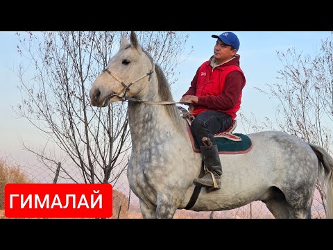 Видео: ГИМАЛАЙ  АТТЫН УДАРЫ ҮСӨН БАЛБАНДАН САТУУГА ЧЫКТЫ 