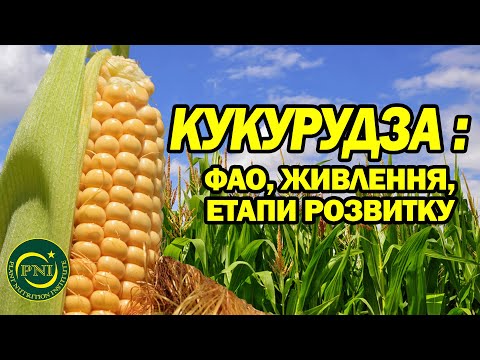 Видео: Вирощування кукурудзи: вибір гібриду, основи живлення, етапи розвитку