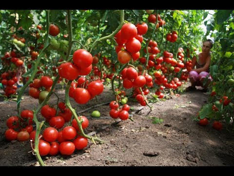 Видео: Подвязка высокорослых помидор: лучший метод
