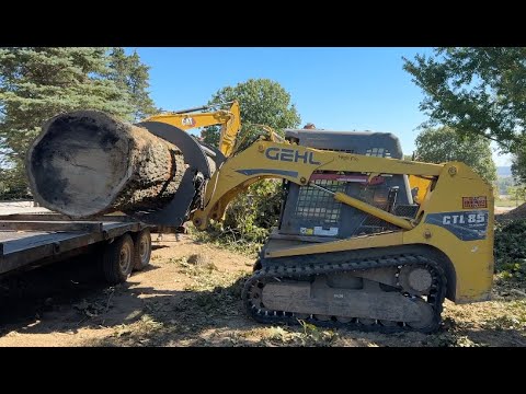 Видео: Сегодня загружаем немного прекрасного дуба