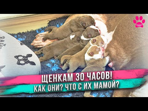 Видео: Зачем Аня дала маме щенков мороженое? Не пытайтесь это повторить!