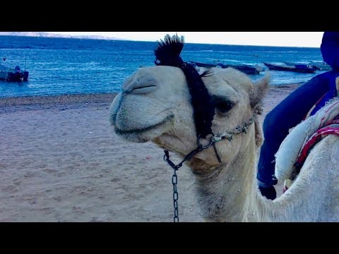 Видео: Парфюм, чай, маска и ласты, катание на верблюдах,  обзор индийской кухни