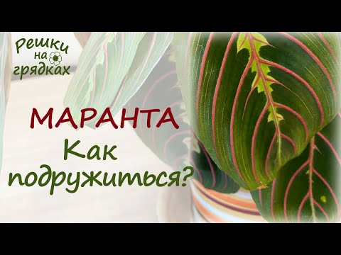 Видео: Маранта Уход в домашних условиях