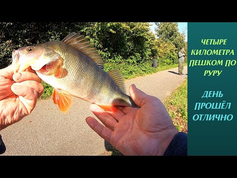 Видео: Четыре километра по Руру. Рыбу нашли. Рыбалка с берега. 