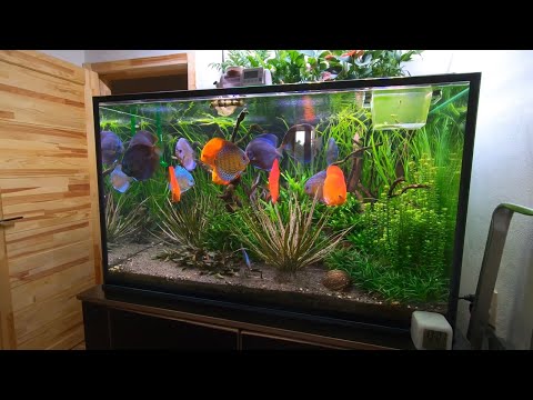 Видео: Подмена воды в аквариуме