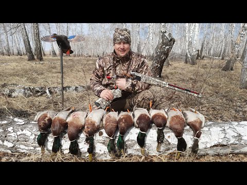 Видео: Взял на охоту вертикалку МР27.Второй выезд на весеннего селезня 2023.