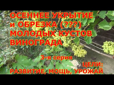 Видео: ч 3. Осеннее укрытие. Обрезка винограда 1 и 2 года жизни. НЕ  НУЖНА